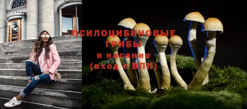 как найти наркотики  Покровск  Галлюциногенные грибы MAGIC MUSHROOMS 